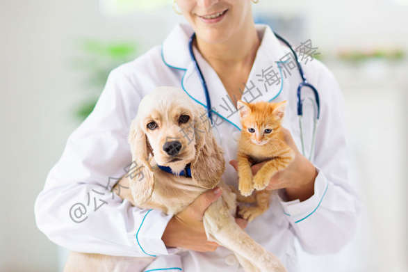 投资兽医软件公司Otto！宠物食品巨头希尔思的生意经