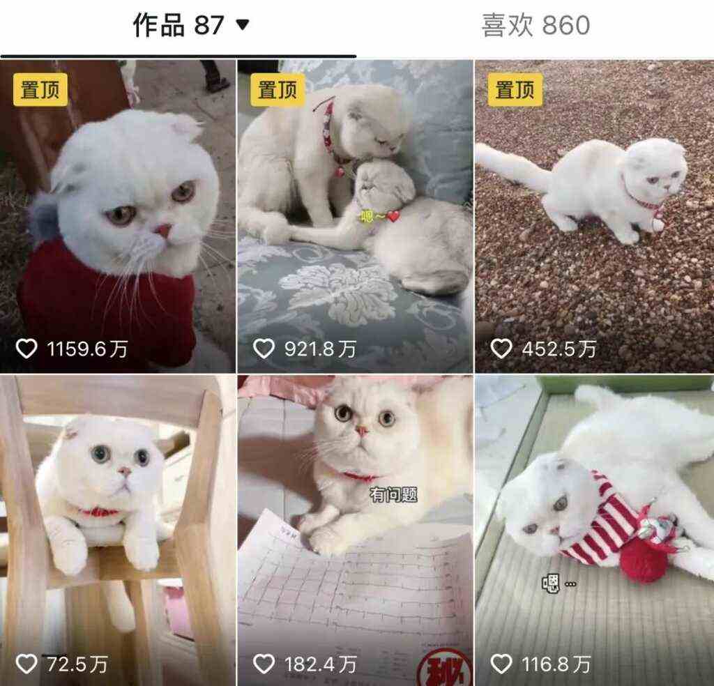抖音萌宠达人盘点:千万级KOL已达23个,「料理猫王」年涨粉超420万