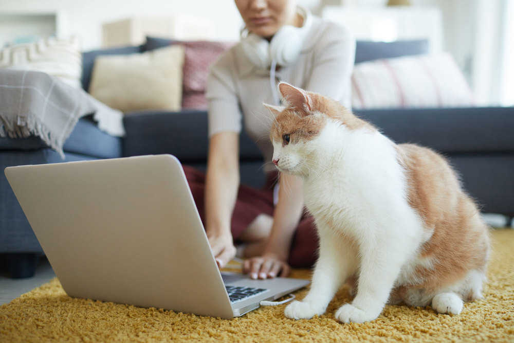 Chewy’s PetMD Launches On-Demand Pet Health Care Advice Tool