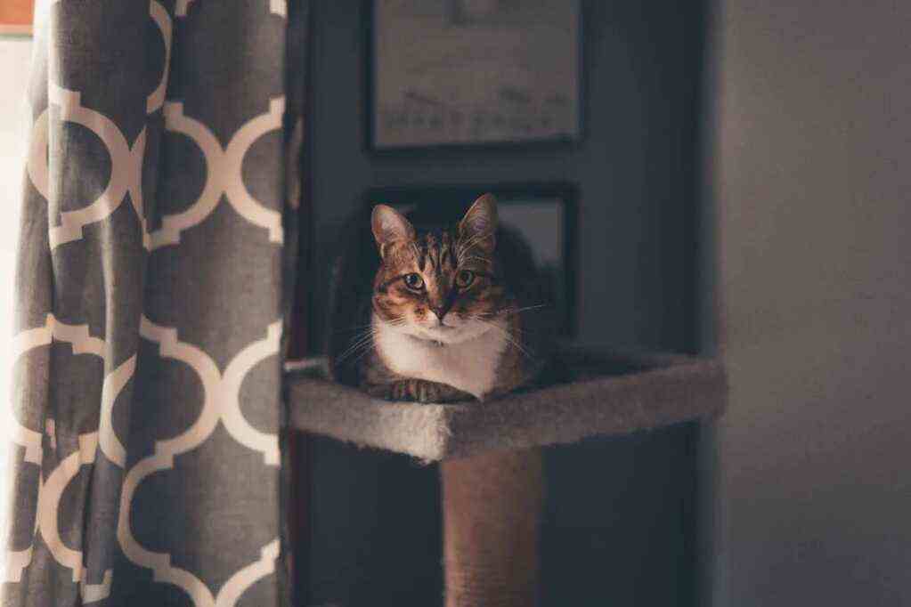 93亿，礼蓝动保剥离水产业务，将重点专注宠物板块