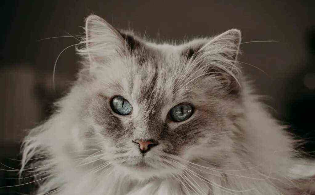 93亿，礼蓝动保剥离水产业务，将重点专注宠物板块