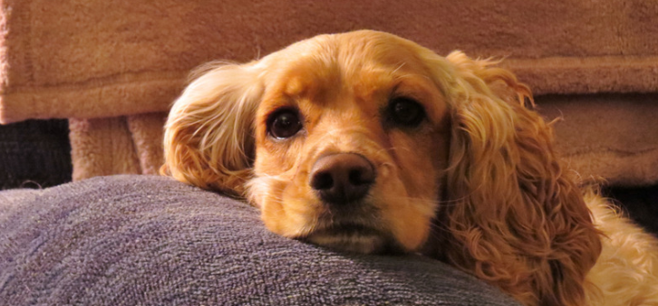 益生菌可以帮助宠物减肥吗？| 科学研究