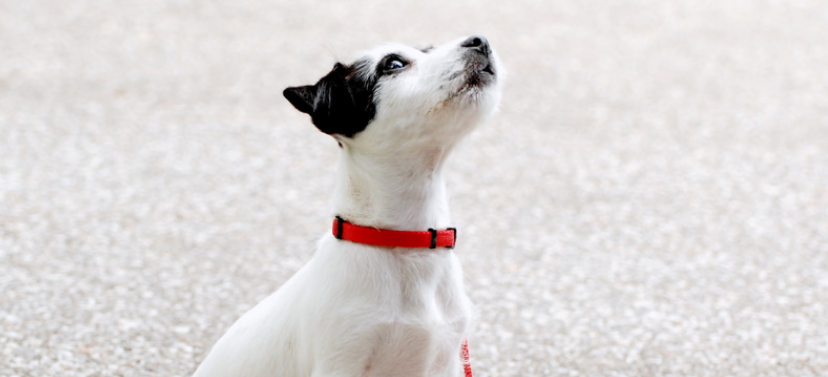 益生菌可以帮助宠物减肥吗？| 科学研究