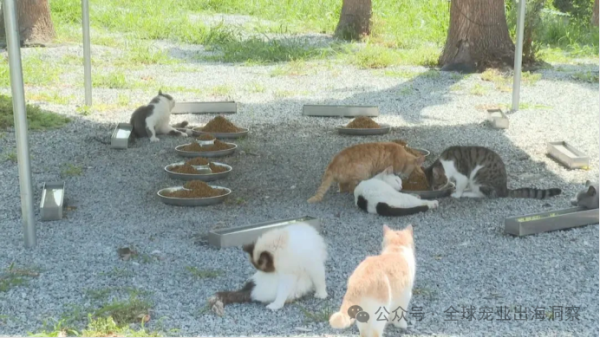 滴滴涉携宠纠纷;动物绿洲回应倒闭;韩国宠物产品销量超婴儿用品