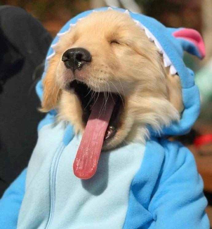 上海国际宠物展|宠物用品展|宠物食品展|与您相约金秋9月