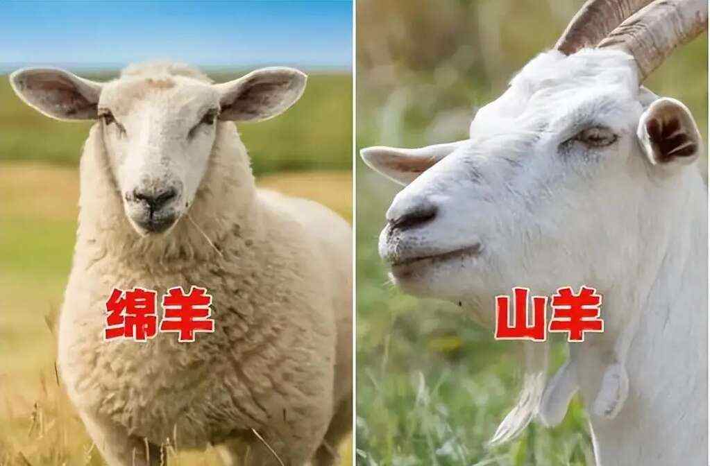 为什么羊没能成为人类的宠物,而向人吐口水的羊驼却成了宠物?