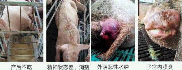 氟尼辛葡甲胺在兽医临床中的应用