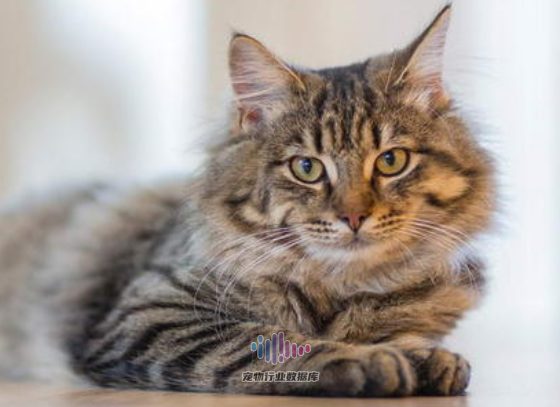 猫咪老龄化问题