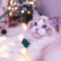 新增课程——营养搭配